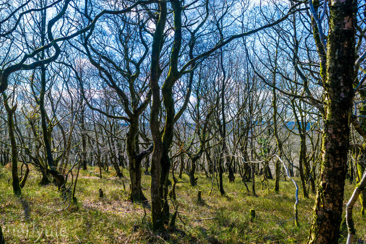 Photography source here https://markyule.wordpress.com/2015/04/15/shervage-wood/